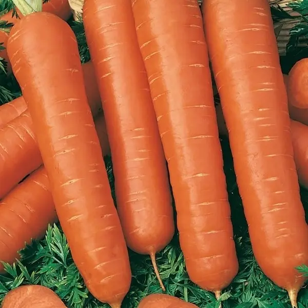 Семена Морковь Тушон Agroni