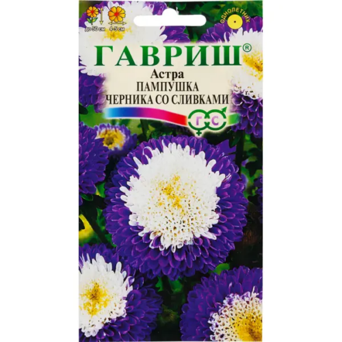 Астра «Пампушка Черника со сливками»