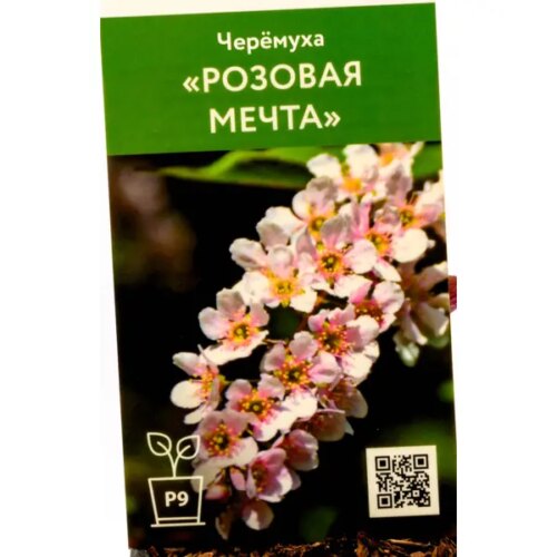 Черемуха Розовая мечта ø9 см h50 см