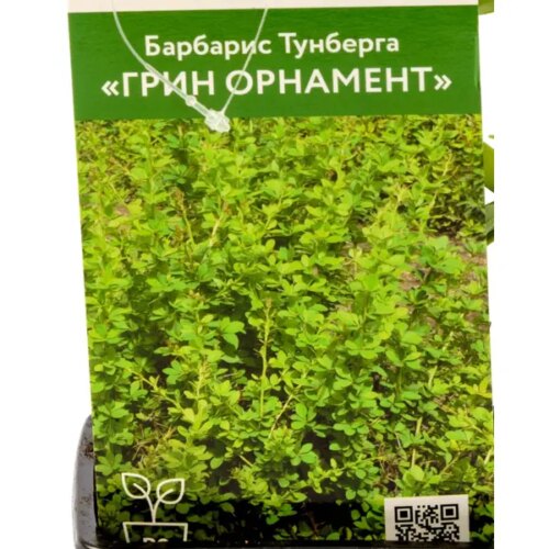 Барбарис Тунберга Грин Орнамент ø9 см h30 см