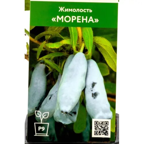 Жимолость Морена h30 см