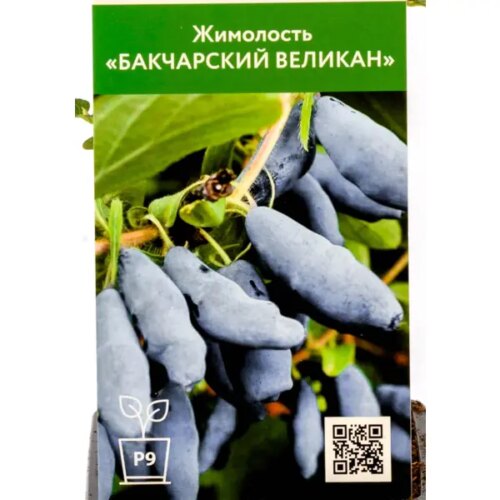 Жимолость Бакчарский Великан ø9 h30 см