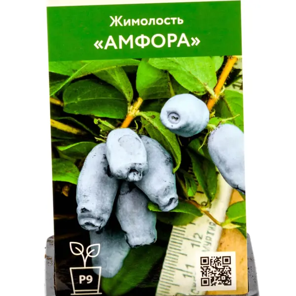 Жимолость Амфора h30 см