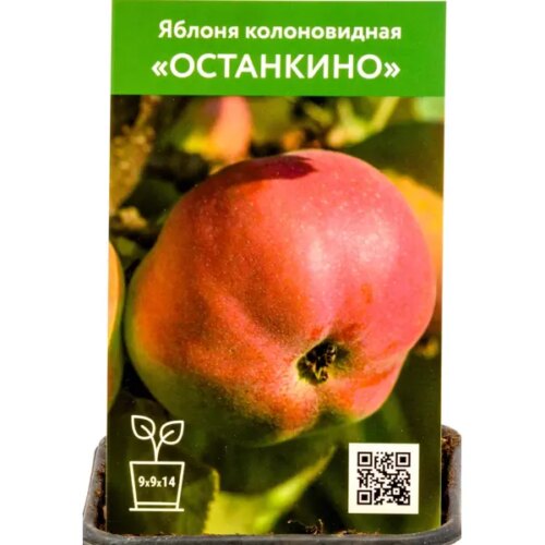 Яблоня колоновидная Останкино h80 см