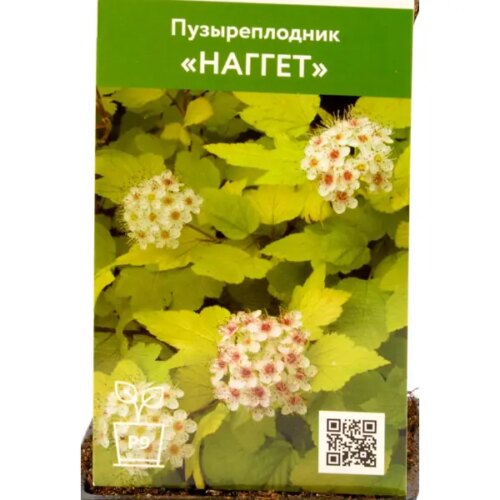 Пузыреплодник Наггет ø9 см h70 см