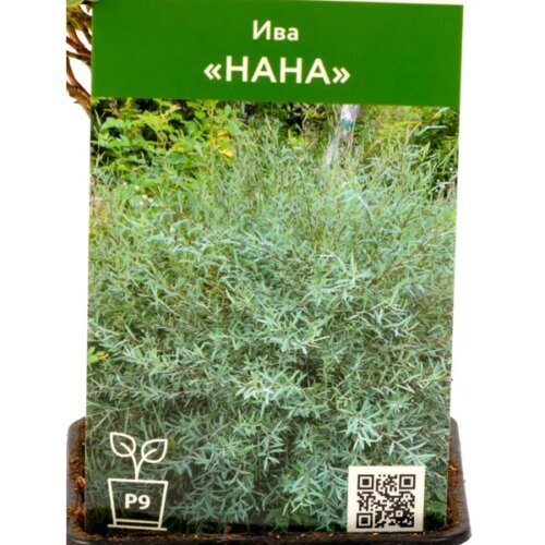 Ива Нана ø9 см h35 см
