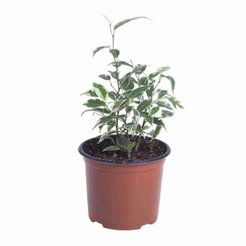Фикус Бенджамина микс ø8.5 h10 - 20 см